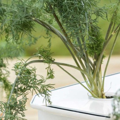 Lehtitilli 'Thalia' - Harvy