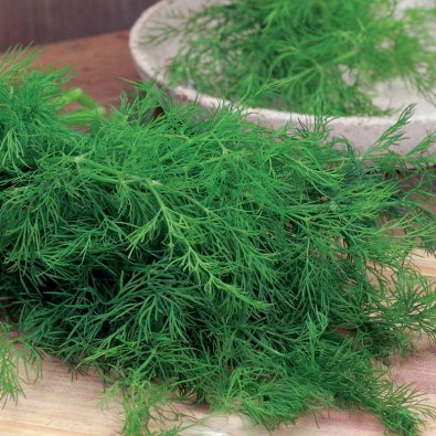 Lehtitilli 'Gold Crown'