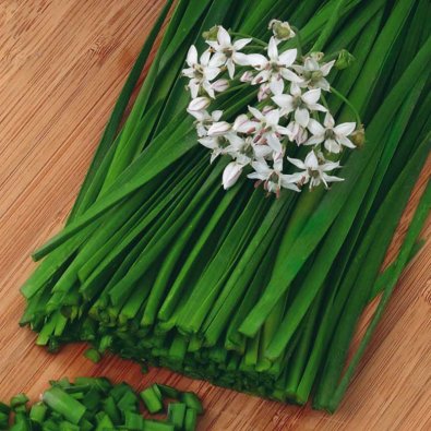 Kiinalainen ruohosipuli 'Garlic oriental'