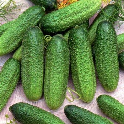 Etikkakurkku 'Profi'F1