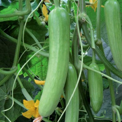 Kasvihuonekurkku 'Delistar' F1