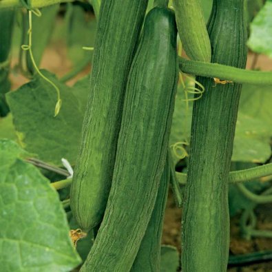 Salaattikurkku 'Louisa'F1