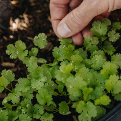 Korianteri 'Cruiser'