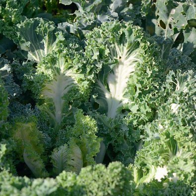 Lehtikaali 'Emerald Ice'