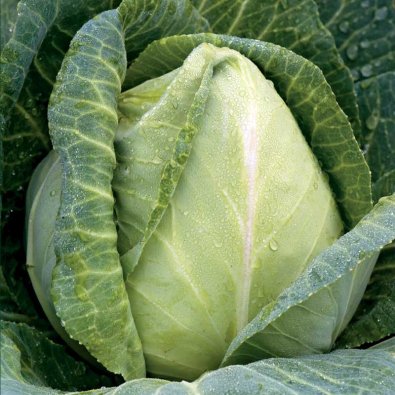 Suippokaali 'Express'