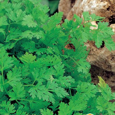 Tanskalainen kirveli 'Fijne Krul'