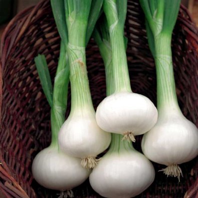 Hopeasipuli 'Pompei'