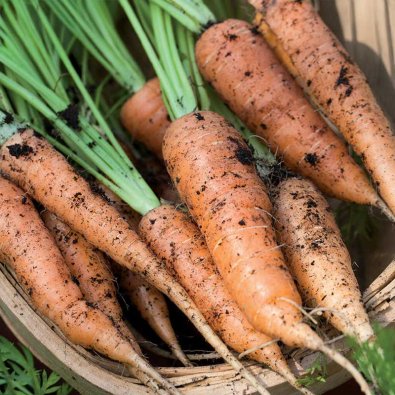 Kesäporkkana 'Berlicum 2'