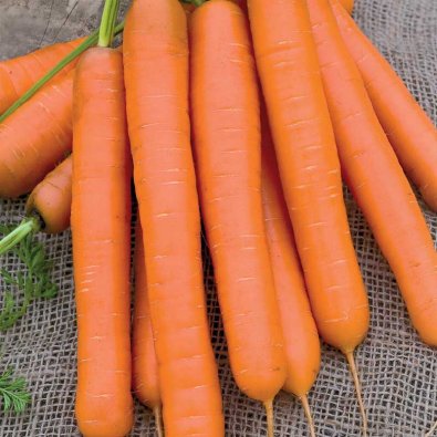 Kesäporkkana 'Flyaway F1'