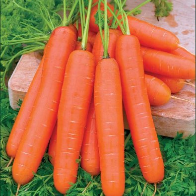 Kesäporkkana 'Nantaise 2'