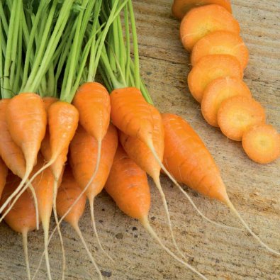 Kesäporkkana 'Oxheart'