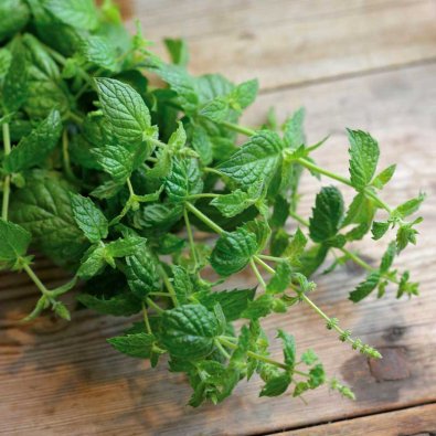 Piparminttu 'Multimentha'