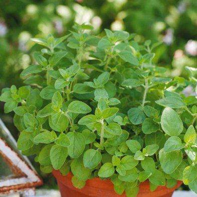 Oregano Organic