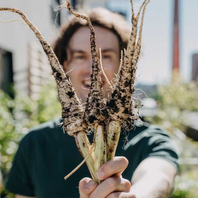 Palsternakka 'White Gem'