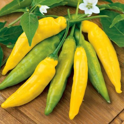 Chili Marjapippuri 'Hot Lemon'