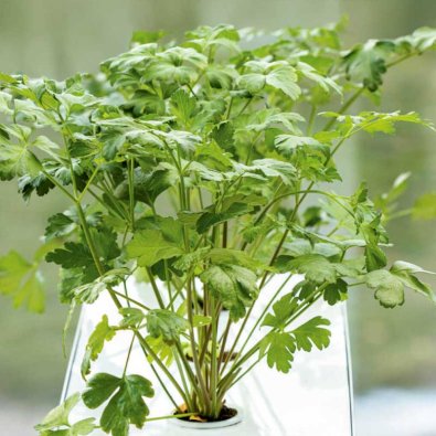 Lehtipersilja 'Laura' - Harvy