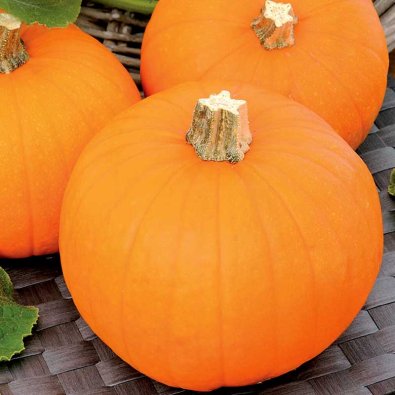 Kurpitsa 'Baby Bear'