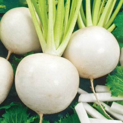 Naattinauris 'Snowball'