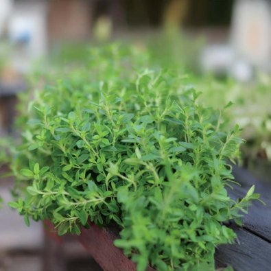 Talvimeirami 'German Winter'