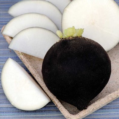 Musta retiisi 'Ronde Zwarte'