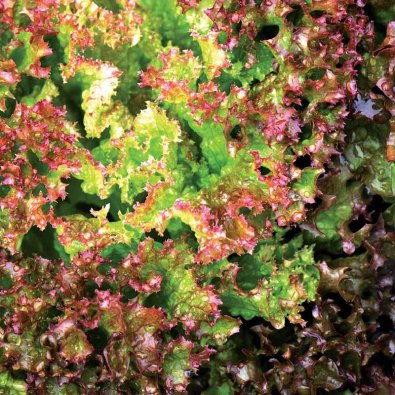 Batavian lehtisalaatti 'Lollo Rossa'