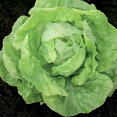 Keräsalaatti Hilde II