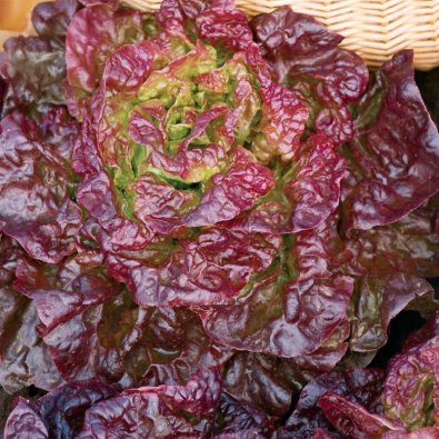 Keräsalaatti 'Merville des quatre saisons'