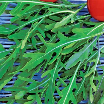 Hiekkasinappi / Vild rucola