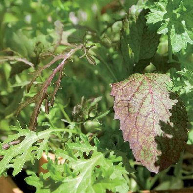Kasvatusväline (Sareptasenap "Agano", "Bloody Mary", "Frizzy Joe")