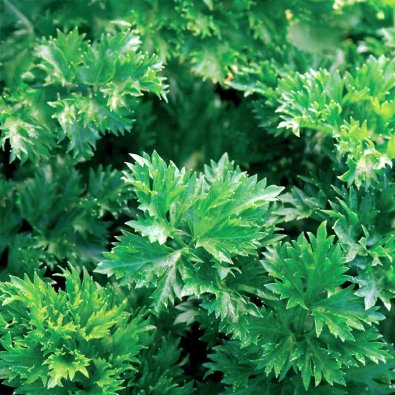 Lehtiselleri 'Gewone Snij'