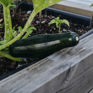 Kesäkurpitsa / Kesäkurpitsa 'Diamant' F1