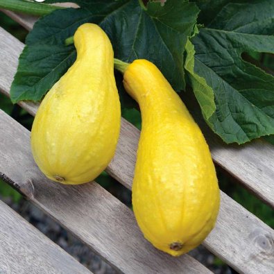 Kesäkurpitsa 'Pic n Pic'