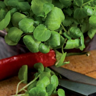 Vesikrassi / Källfräne