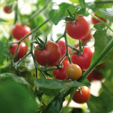 Tomaatti 'Baby Boomer' F1