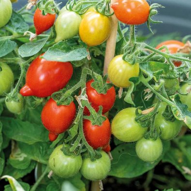 Tomato 'Funnyplums Red' F1