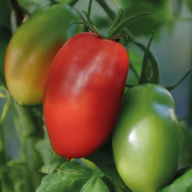 Pensas tomaatti 'Ranger' F1