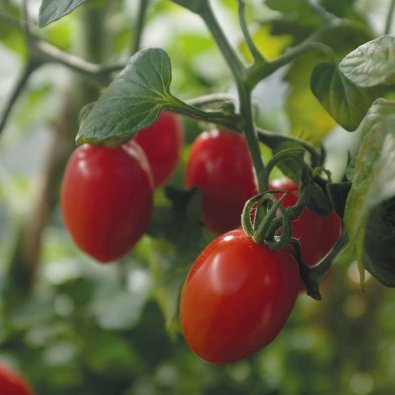 Tomaatti 'Monterrey' F1