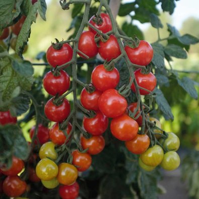 Tomaatti 'Rubylicious' F1