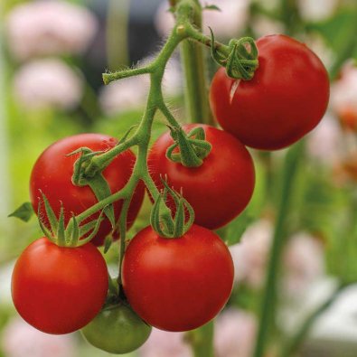 Tomaatti 'Cocktail Crush' F1