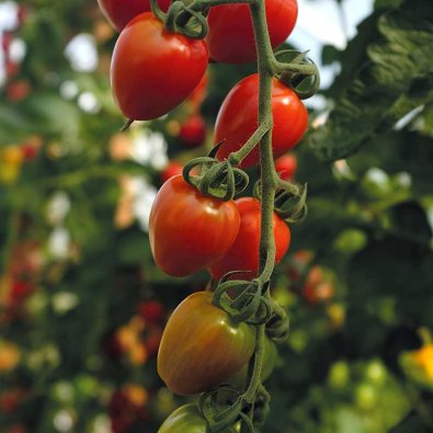 Tomaatti 'Lovertino' F1