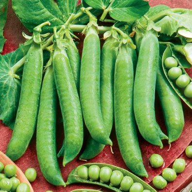 Pea , låg 'Kelvedon Wonder'