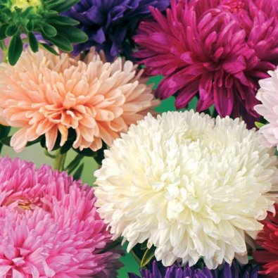 Kesäasteri 'American Branching mix'