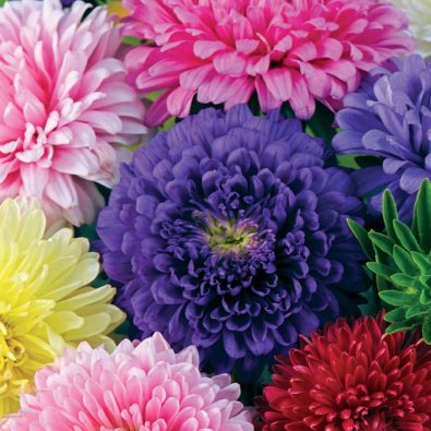 Kesäasteri 'Semi-Tall mix'