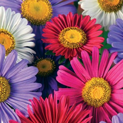 Kesäasteri 'Chinensis mix'