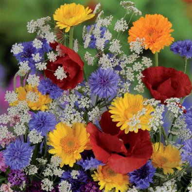 Kesäkukkasekoitus 'Nelson Mixture'