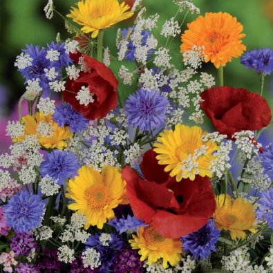 Kesäkukkasekoitus 'Nelson Mixture'