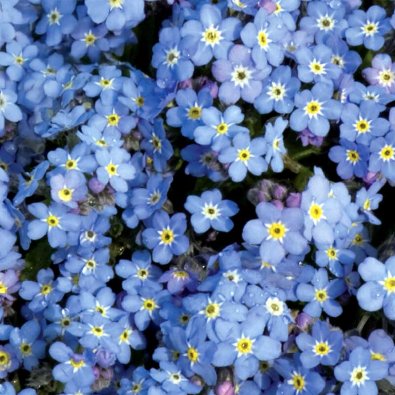 Metsälemmikki 'Blue Ball'