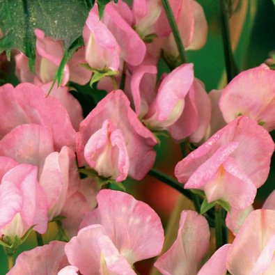 Tuoksuherne 'Royal Rose'