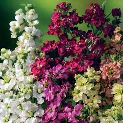 Kesäharso 'Ten Week'