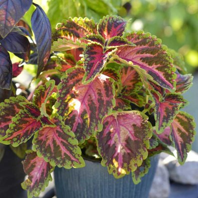Coleus 'Wizard Coral Sunrise'
